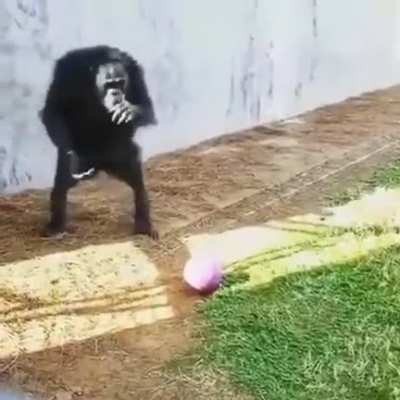 Ape playing football