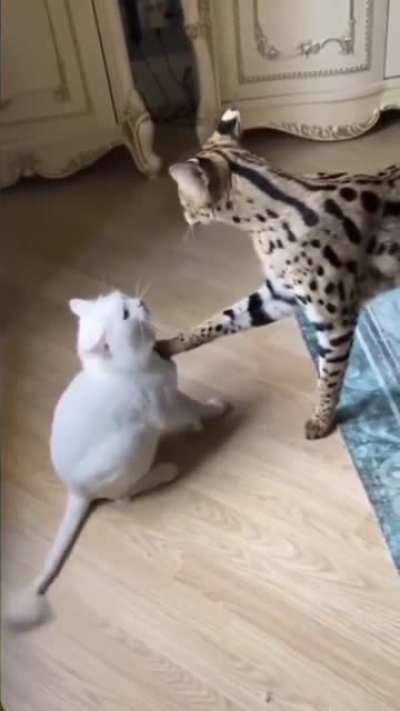 to fight