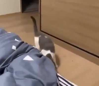 Cat brings her kittens every night to her human&rsquo;s bed as a sign of trust.😺❤️😁