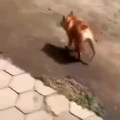 Cachorro corcunda ou an&atilde;o??