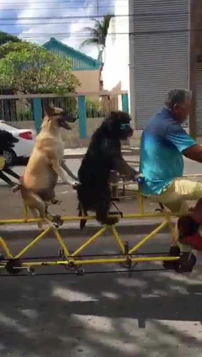 The forbidden bike