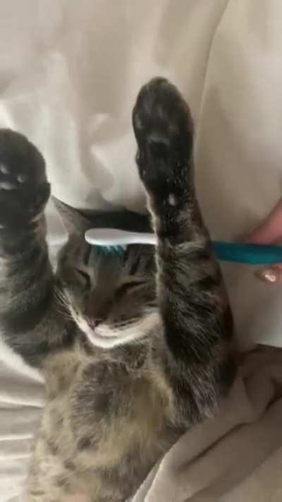 I heard a damp toothbrush might remind him of when his mom groomed him as a kitten and had to test it