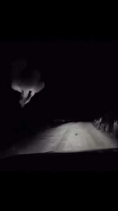 Hitchhiking Down Under