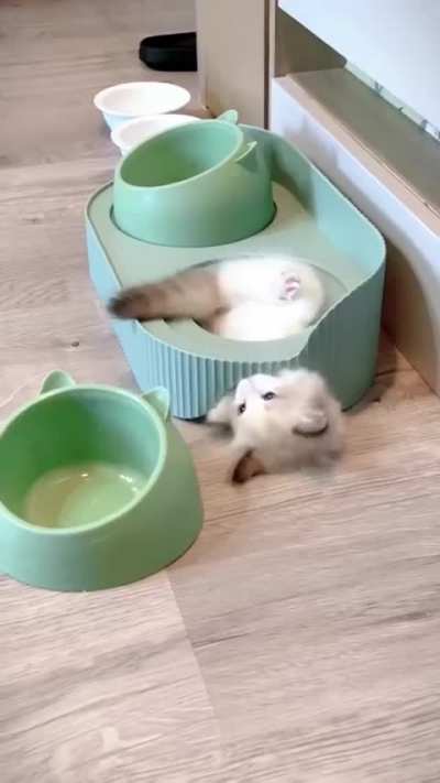 Cats are liquid