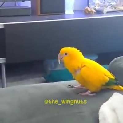 Pikabirb
