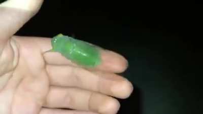 Poor Cicada