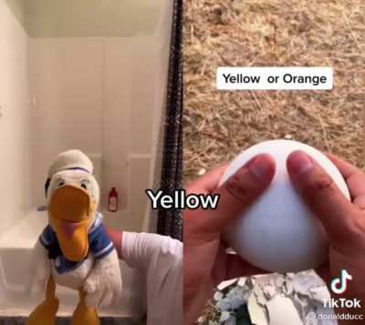 DonaldDucc screaming