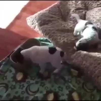 That little tail says it all