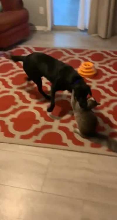 My cat misses playing with my old roommate&rsquo;s dog. Hopefully I can find him another friend soon.