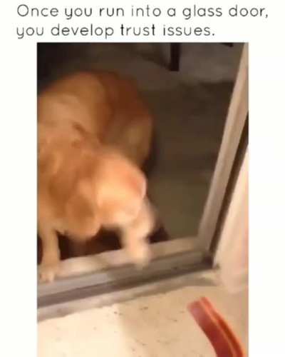Derpy doggo