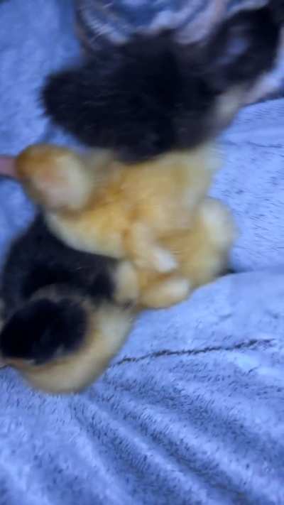 I&rsquo;m mama ducker now 