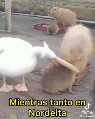 xd