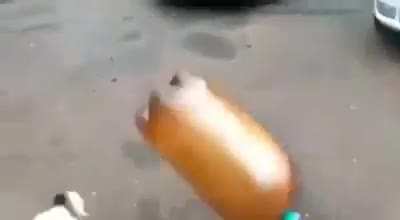 doggy