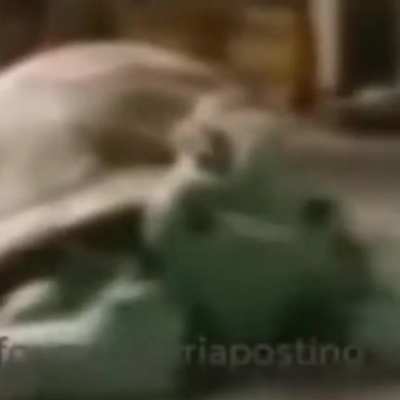 Tortuga peruana