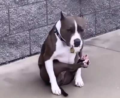 Never seen a doggo sit like this before but I must say, I&rsquo;m happy I did!