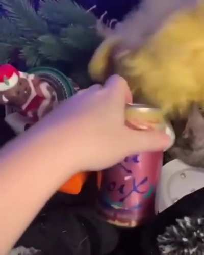 Kitty doesn't care about what&rsquo;s stacked on him.