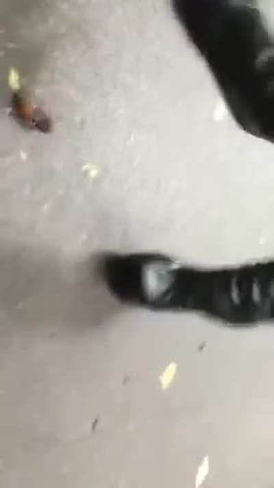 cockroach