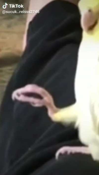 bum