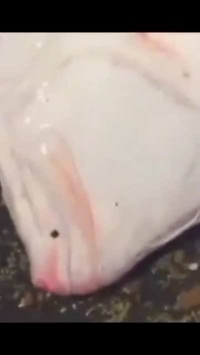 Can somebody tell me what this fish is sorry about the amber alert sound