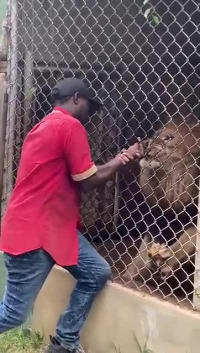 Play stupid games, win stupid prizes. Lion at Jamaica Zoo ripped his finger off.