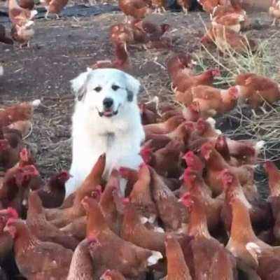 I am chicken.