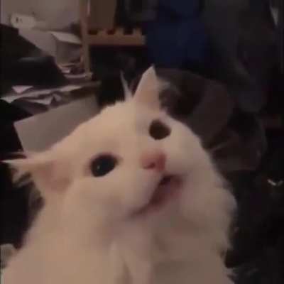 Hentai cat