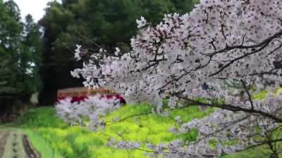 The Original Yumi Matsutoya - Haru yo koi got taken down, Luckly i had the video downloaded