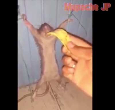 Rata k abla