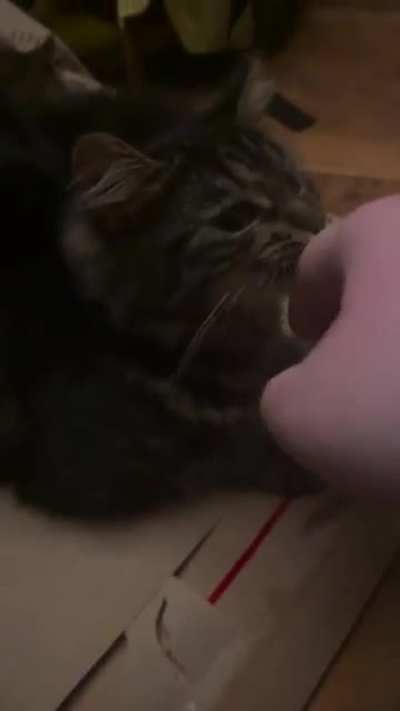 Cute but bitey