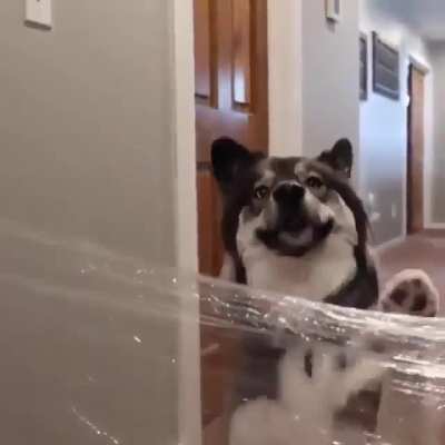 Two types of dogs