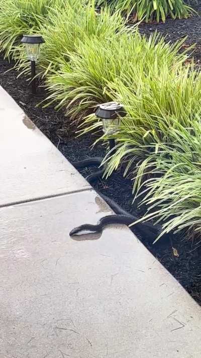 Thirsty noodle