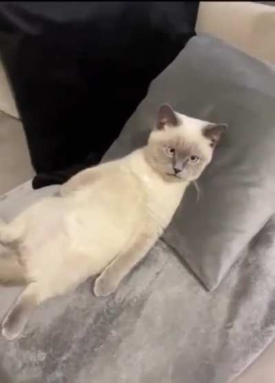Stoned cat