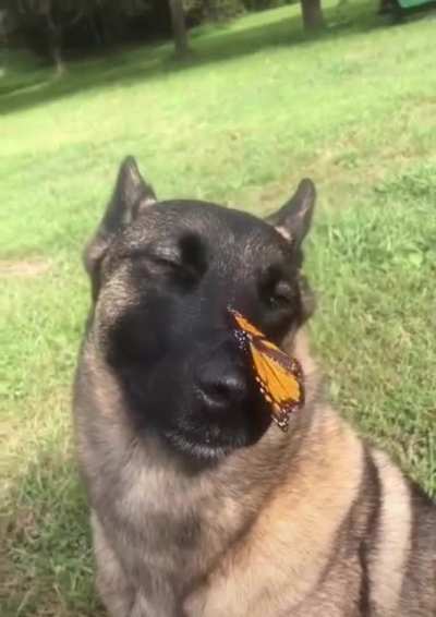 Butterfly kisses