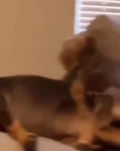 Это вгляд...