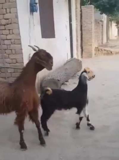 Uptown goats slide in