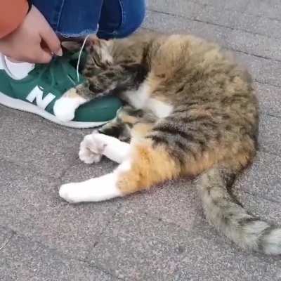 This cat in my neighbourhood may love me more than my own
