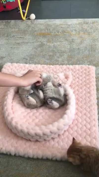 How To Fall Asleep The Kittens