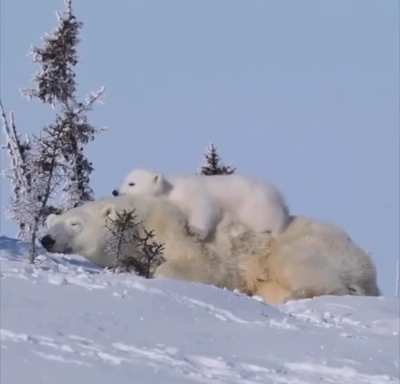🔥 Polar bear cub relaxing in the safest spot imaginable