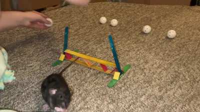 My talented pet rat Cracker practicing scent work!