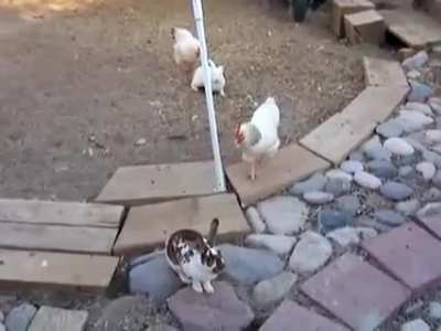 Chicken police🚔