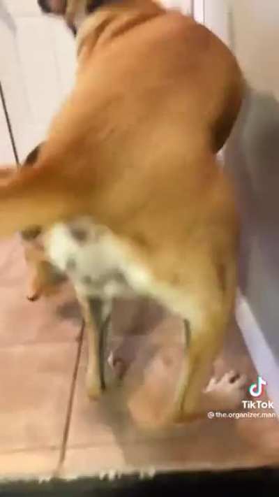 For Dog Day 2022, here&rsquo;s a love story