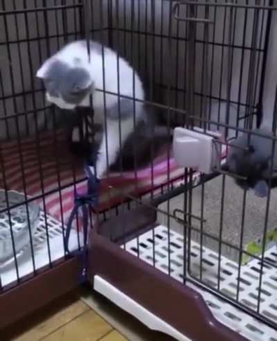 Tiny criminals escape their jail
