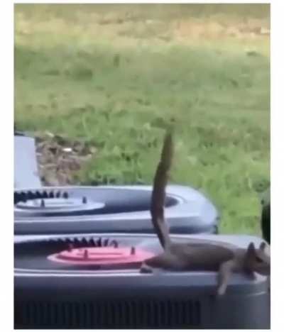 That flying shit