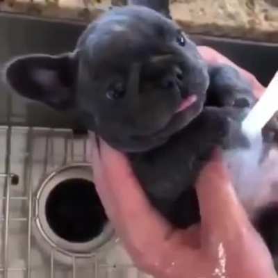 Blessed_DoggyShower