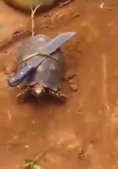 Ninja turtle
