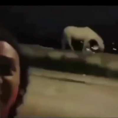 CAVALO!!!!!!