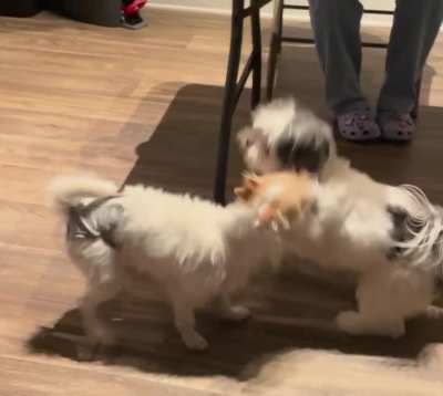 Doggies