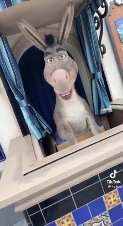 Donkey at Universal Studios