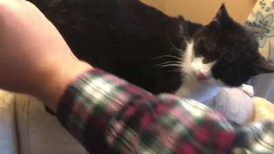I hear you guys like masochistic cats. Here&rsquo;s our 19 year old. He loves this