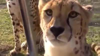 Cheetahs don&rsquo;t roar, they meow like house cats